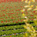 Hoeveel verdienen tuinders uk?